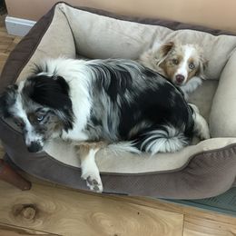 Miniature Australian Shepherds and Toy Australian Shepherds from Sonlight Ridge Aussies