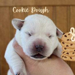 Cookie Dough - Yellow female Labrador Retriever puppy in Tomahawk, Wisconsin from Mahner Labs