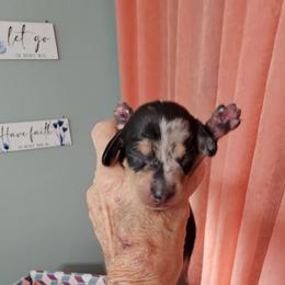 Boy 1 - Dapple Dachshund puppy in Sarasota County, Florida from Donna's Mini Joys