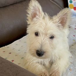 Giant Schnauzers and Scottish Terriers from CVS Giant Schnauzers