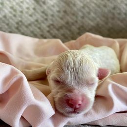Girl 6 - Cream Goldendoodle puppy in Buffalo, New York from Queen City Doodles NY