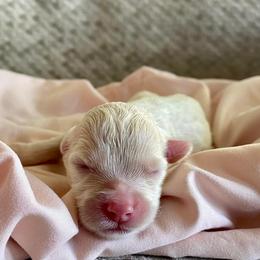 Girl 6 - Cream Goldendoodle puppy in Buffalo, New York from Queen City Doodles NY