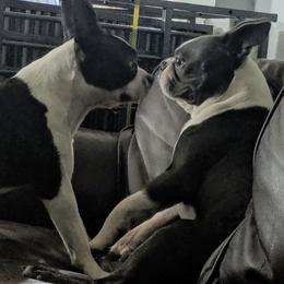Boston Terrier All Grown Up from Nancy's Boston Terriers