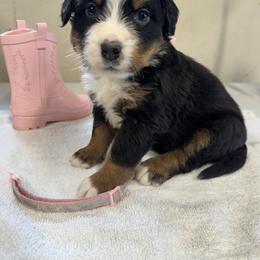 Pink - Black rust and white female Bernese Mountain Dog puppy in Delton, Michigan from Rocky Top Acres
