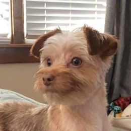 French Bulldogs and Yorkshire Terriers from Roxy & Co.