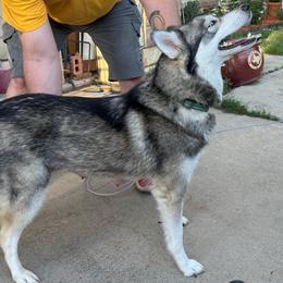 Aspen - Pomsky