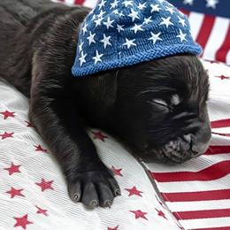 Boy 6 - Black male Cane Corso puppy in Scott County, Tennessee from Nuovo Inizi Kennels
