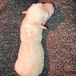 Marshmallow - Gold male Shihpoo puppy in Hertford, North Carolina from Heaven Sent Shihpoo's