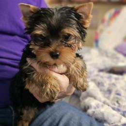 Mason - Black and gold male Yorkshire Terrier puppy in Terrebonne, Oregon from CHABRE Yorkshire Terriers