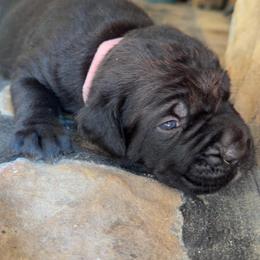 Light Pink Collar Female - Black female Cane Corso puppy in Jasper, Alabama from C&M Cane Corso