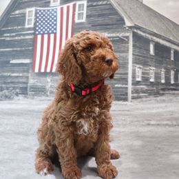 Poodle Puppies from Red Barn Moyen Poodles