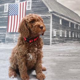 Poodle Puppies from Red Barn Moyen Poodles