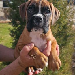 Brown - Fawn male Boxer puppy in Buffalo, Wyoming from Jtbuckingham Boxers