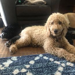 Bernedoodles, Double Doodles, and Goldendoodles from North Texas Golden Mountain Doodles