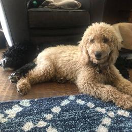 Bernedoodles, Double Doodles, and Goldendoodles from North Texas Golden Mountain Doodles