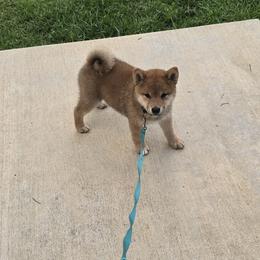Shiba Inu Puppies from Diwasou