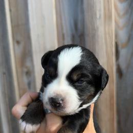 Boone Boone - Black tri-color female Australian Shepherd puppy in Newton, Mississippi from Bright Star Aussies