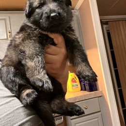 Boy 6 - German Shepherd puppy in Villa Rica, Georgia from Von Wolf GSD’S