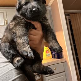 Boy 6 - German Shepherd puppy in Villa Rica, Georgia from Von Wolf GSD’S