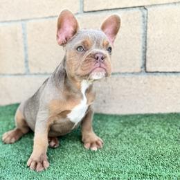Boy 2 - Tricolors male French Bulldog puppy in Walnut, California from Flores Frenchies