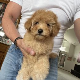 Candi the apricot curious one - Apricot female Poodle puppy in Victorville, California from ItalianToyPoodles