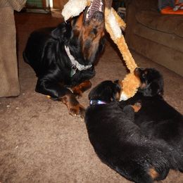 Rottweiler Puppies from Mountain High Kennels