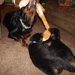 Rottweiler Puppies from Mountain High Kennels