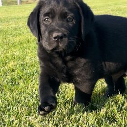 French Bulldog and Labrador Retriever Puppies from Avondale Labradors