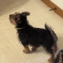 Australian Terrier Puppies from Outbackred Aussies