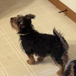 Australian Terrier Puppies from Outbackred Aussies