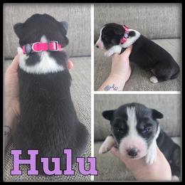 Hulu - Black and white female Siberian Husky puppy in Wheeler, Michigan from Haase Family Kennels