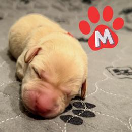 Red Collar - Yellow male Labrador Retriever puppy in Franklin, Virginia from Oak Hollow Retrievers