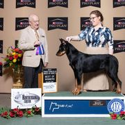 Beauceron All Grown Up from Fleur de Renard Beaucerons