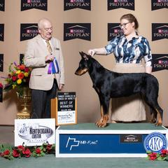 Beauceron All Grown Up from Fleur de Renard Beaucerons