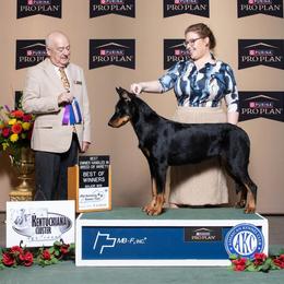 Beauceron All Grown Up from Fleur de Renard Beaucerons