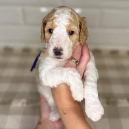 Violet - Parti female Poodle puppy in Queen Creek, Arizona from Desert Dusted Poodles