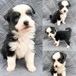 Black tri male - Black tri male Toy Australian Shepherd puppy in Brooker, Florida from Honey, I Shrunk the Aussies