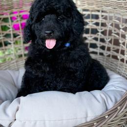 Glory - Black male Poodle puppy in Grinnell, Iowa from Rural Iowa Aussies & Doodles