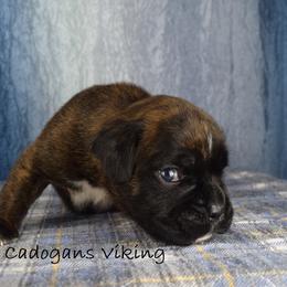Cadogans Viking - Brindle male Boxer puppy in Clinton, Iowa from Cadogans Boxers