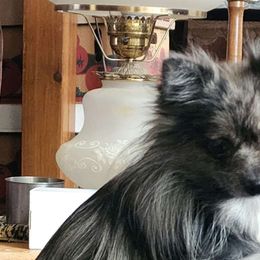 Joleane - Pomeranian