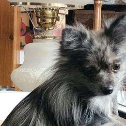 Joleane - Pomeranian