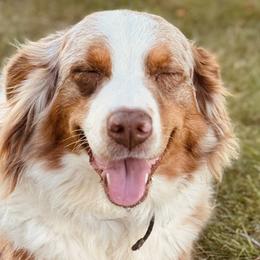 Australian Shepherds from Sweetser Shepherds