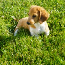 Dachshund Puppies from Royal Paws