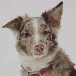 Kimber - Border Collie