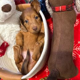 Mantis-Ellie - green - Dapple female Dachshund puppy in Pittsburg, California from Super Hero Dachshunds