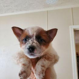 Full mask red girl - Red mottled female Australian Cattle Dog puppy in Lenoir, North Carolina from Blue Coyote Ranch