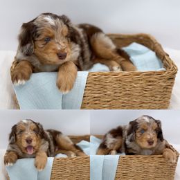 Aussiedoodle Puppies from Silva Ranch Doodles