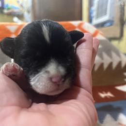 Parti girl - Parti female Miniature Schnauzer puppy in Hickory Grove, South Carolina from Oopsie Doodles