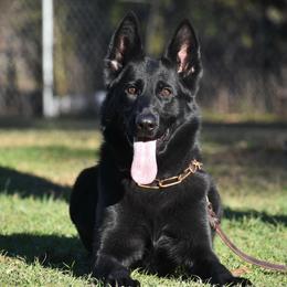 Lilith - German Shepherd
