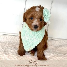 Molly (READ DESCRIPTION) - Red  female Goldendoodle puppy in Saratoga Springs, Utah from DayDreamDoodles